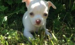 3 Beautiful little apple headed Chihuahua's!
Blue Fawn color (nose will stay pink)
Parents are AKC but offering pups at PET price with no papers.
FULL AKC breeding rights can be discussed.
Puppies will be fully vet checked with shots and wormings.
Health