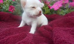 AKC ( pet price no papers)LONG COAT WHITE (BLUE FAWN) CHIHUAHUA'S!!
This is MOJO.. the only male. Will have the light colored eyes and pink or blue nose.
2 girls and 1 boy!
Ready June 22nd, Deposit to hold one.
Will be seen by a vet for shots and