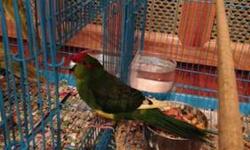 I have a young pair of kakarikis that are ready to breed. The male is a red fronted pied split to yellow (visually red fronted with yellow spots--see in picture), and the female is pure cinnamon. Male is 12 months. Female is 8 months old. READY TO