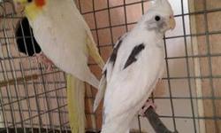 Ready to Breed pair of cockatiels: male is a heavy pied white face and the female is a lutina.Never bred before.
Used cages available if needed.
Free delivery within NYC, Long Island and NJ. No shipping.
For DNA AVIAN BIRD SEXING TEST GO TO