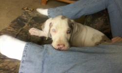 Sweet baby great Dane was born April 9th he is pure bred has had shots , he don't come with papers , 607-590-0728