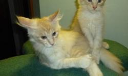 Absolutely beautiful, active, playful and healthy. Parents are CFA Champions!
All kittens will be for sale as pet?s only-ready to go to new forever home.
They are eating can and dried food and using litter box. They were checked by the vet and have first