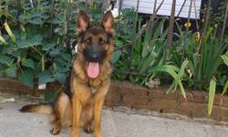 AKC registered 1 year old female German shepherd. She?s a smaller size German shepherd Dog which will make her a perfect pet for anyone in an apartment or city Setting. Sire is an excellent family dog with large bone structure and show potential with