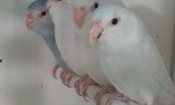 Available now are some red eyed fallow parrotlets. White and blue fallows availble. Pics dont show the red eyes well but in person they are red eyes. We ship via united too for 125 including crate.