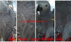 I am in the process of selling a baby Red Factor Congo African Grey Parrot. Baby had red feathers on his back and his chest. The baby is a female.
Serious Inquiries only.
Asking price is $1600
Call/text 347-231-3031
Email: [email removed]
