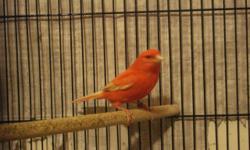 I have beautiful red factor canaries males/females hatched Jan/Feb 2014