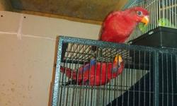 hi i have a few red lories parrots all ready tame. they have bin DNA texted. they are $650 each or $1,250 a pair. these birds are capable of talking and doing awsome tricks. they make great pets for kids. if your interested email me or text me asap. thank