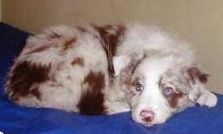 Lola: She is a red merle Border Collie with blue eyes.
Lola's father is long haired with a rough coat .
She had one dose of vaccination.
Pet/show quality puppy, working bloodlines.
Excellent temperament and very healthy.
She is 8 weeks and will be AKC