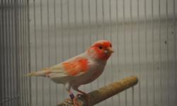 some really nice red mosaic canaries available now 55 each.
