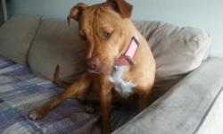 I have a pit bull that is 14 months old she great with kids and other dogs very loving and playful.....she needs to find a new home due to us having to relocate and cannot take her.....I am heart broken and having a hard time knowing I have to give her