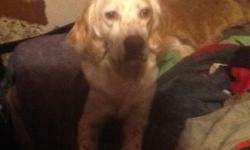 MOTHER PUREBRED REDBONE,FATHER 3/4 REDBONE 1/4 ENGLISH SETTER. BORN 8/9/14 FIRST AND SECOND VACCINES,DEWORMED. BIG,BEAUTIFUL PUPS AWESOME TO HUNT OR WONDERFUL FAMILY PETS. PICTURES UPON REQUEST.