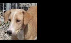 Redbone Coonhound - Lexi - Medium - Young - Female - Dog
Lexi was rescued from NC as a feral pup along. At the time she came to Pets Alive she really never had much human contact since she and her 7 siblings were living on the street, fending for