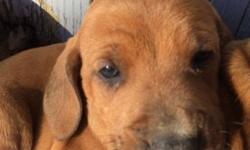 Ready 5/12/15, 1st shots and wormed, mother is purebred Redbone coonhound, father is 3/4 Redbone,1/4 English Setter. Awesome noses & family dogs! 7 males, 2 females.
This ad was posted with the eBay Classifieds mobile app.