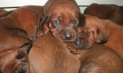 Reg pups. From Champion and hunt bloodlines. First shots and wormed.
Ready for new homes Valentines. Loving temperments.