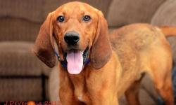 Redbone Coonhound - Ruckus - Large - Young - Male - Dog
Ruckus is a Redbone Coonhound! He was running loose for about 1.5 months before he was finally caught by dog control. Now he is safe, fed, happy and ready to go to a new home! Shelter hours are: