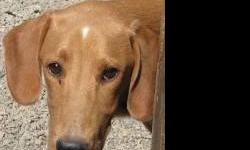 Redbone Coonhound - Whitie - Large - Young - Female - Dog
Whitie is a feral pup that was rescued from NC. At the time she came to Pets Alive she really never had much human contact since she and her siblings were living on the street fending for