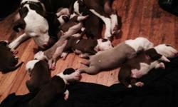 10 pups 7 boys 3 girls all starting at 500 wit shots it cost 600 depending on the sex
This ad was posted with the eBay Classifieds mobile app.
