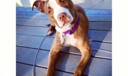 I have a 9 month old rednose pitbull puppy that I need to rehome. She is completely potty trained and is utd on her shots. She has been around people of all ages and dogs and cats of all ages and does great with them. She is an active puppy who needs a