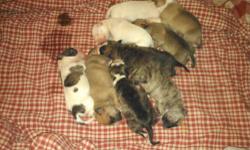 I have 5 purebred rednose pittbull puppies for sale mom and dad both on premises puppies have been dewormed 1 female 4 males beautiful colors if interested please call 315 440 8147 or 315 314 6082 thank you