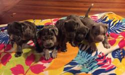 I have 3 puppies 1 boy an 2 girls. They have there first series of shots an been dewormed.The pups are ready to go.You can contact me for pics by email at [email removed] if you are serious I will give you my contact number.