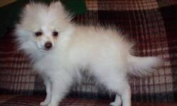 Gorgeous male Cream/White pomeranian puppy! He is so ready for his new forever home. He is purebred, both parents are AKC with many champions in their background. Both parents are here. Super sweet personality. He has been wormed, only to pet home. No