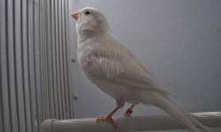 These are extremely nice pure white canaries previously was 55 each now only 45 each. males and females available. no shipping.