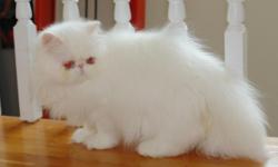 Blue Eyed White Female Persian Kitten. CFA Cat Fancier Association registered. She is 6 months old (today is Oct. 27, 2014). Grand Champion lines from both parents' side. Her grandma is from best known Russian cattery and the grandpa is the 15th best