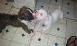 I have AKC Boxer Puppies
2 White Females
1 Brindle Male
1 White Male
They will be ready to go to their new homes on the week of July 15th
If you would like pictures please send me an e-mail at [email removed]