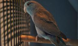A lot of nice healthy parrotlets available now
Greens 60 each
Blues 80
Yellows 100
White 100
Dilute turquiose 120