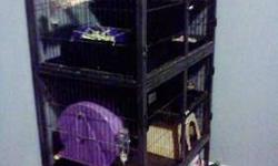 i have 2 grey male chinchillas up for adoption... one is a little over 3 years and the other is a little over a year.
the place where i currently live is for sale and the places i am looking to move, do not allow pets.. :/
they are both very sweet and