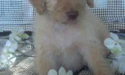 REG. F1B MALE CREAM LABRADOODLE PUPPIES 2 AVAILABLE FOR THEIR NEW HOMES JULY 21,2016 PUPPIES INCLUDE VET CHECK,FIRST SET OF VAC'S,WORMINGS,HEALTH GUARANTEE, 2 REG. (CKC AND ICA) PAPERWORK, AND PUPPY STARTER GIFT.PLEASE CONTACT FOR ADDITIONAL INFO.