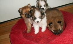 4 male registered purebreed pomeranian puppies will come with 1st shot, wormed and vet checked with a health certificate. Will are now ready to go. Parents are here to meet and I always welcome anyone interested to come in and see just how and where my