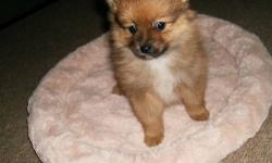 male registered purebreed pomeranian puppy come with 1st shot, wormed and vet checked with a health certificate. I am ready to go. Parents are here to meet and I always welcome anyone interested to come in and see just how and where my babies are raised.