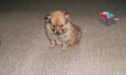 Registered Purebreed Pomeranian puppies, vet checked with a health certificate, wormed, 1st shot and registered CKC. (Bruiser is registered CKC & ACA) There are also pictures of the parents on my web page pattyspomeranians.webs.com
~1st & 2nd photos are