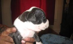 For Sale Purebred registered american bulldog puppies. Parents on site. Puppies come with first set of shots, health certificate, registration papers and puppy kits. Sweet, loving great family pets. see pics and info on our website