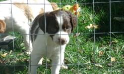 Registered Brittany Puppies. Born September 6, 2013.
2 pups available:
1 Orange and white male
1 Liver and white male
Parents are both on premises, pedigrees available. Great bloodlines. Tails have been docked, dew claws removed. Puppies have been started