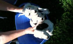 Registered liter of Field DogÂ English Setter puppies born on July 8th; championship sired by "Upper Cove Desert Devil" also know as "Grumpy"; home raised, socialized with children of all ages; nails clipped, wormed2x, puppy shots and very clean.Â  Three