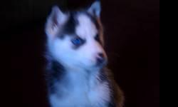 last of the litter one male husky puppy. parents on premises. has had first shot and deworming. readt for his new home. please call 315-405-0283 tina
