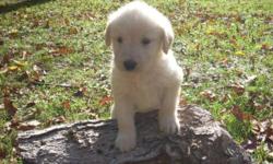 We have many Labradoodle puppies for sale. They were born April 6. 3 cream females. 1 cream male. 2 black males. 1 black female. 1 chocolate female. They will come with their first shots and be dewormed. A health guarantee will be issued with each puppy.