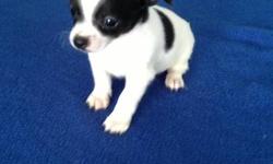 This little boy is so soft and fluffy. He is a purebred, registered chihuahua, he does have papers. He has had first shots and wormings. He will mature between 3 and 4 pounds.He is ready to go.