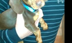 I have a chocolate and tan mini dachshund that it 12 weeks old. He is very sweet and loves to cuddle. He is AKC registered, as well. Up to date on all shots and will use a potty pad if left alone. We have started crate training him, also. He is great with