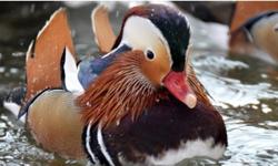 Presale offer for a lot of 2 pairs of 2014 hatch Regular Wood Duck. Birds will be shipped when weather permitting and visual sexing is possible. This will be more like in September/October.Price is for all the birds together.