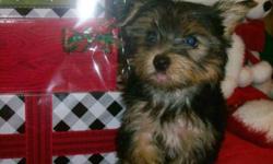 "Remy" is an adorable playful little guy that's perfect for a family with children. His mother is a parti black/white/tan Yorkie & his daddy a traditional black/brown Yorkie, both purebreeds. He's vet checked, has two puppy shots, dewormed, tail docked, &
