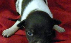 I have two litters of Mini Rat Terrier pups. The first litter was born on 5-1-13 and the second litter born on 5-19-13. Tails have been docked and dewclaws removed.
They are expected to mature at 11 inches tall and possibly 12 to 15 lbs. They will have