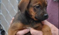 Rhodesian Ridgeback - Klaus - Medium - Baby - Male - Dog
Meet Klaus, a 10 week old Lab/Shepherd mix! Klaus is a typical playful puppy who is good with kids, cats, and other dogs This dog will only be available to be seen by pre-approved applicants by
