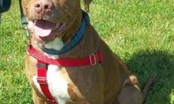 Rhodesian Ridgeback - Rocky - Large - Adult - Male - Dog
Rocky came to us with his sister after his family lost their home to foreclosure. He is a very shy guy at first, but once he gets to know you he becomes very loving and loyal. Rocky is great around