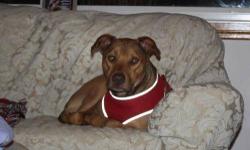 Rhodesian Ridgeback - Roscoe - Large - Young - Male - Dog
Roscoe is about 3 years old now and originally was adopted from Hubbards Hounds as a puppy. He became very protective of his family and was not good about new people or pets coming in so he is back