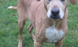 Rhodesian Ridgeback - Roxy - Extra Large - Senior - Female - Dog
Roxy was brought to us on September 21, of this year, and has been with us since then, due to a lenghty court battle. She has been released by the courts, and is now available for