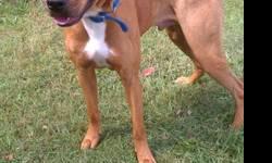 Rhodesian Ridgeback - Rusty - Large - Young - Male - Dog
rusty is a mix but he's very close to a perfect rhodesian ridgeback except he's without one. other than that, he conforms at about 95lbs and tall. he still has a little filling out to do I think but