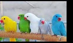 I am currently in the process of selling a baby Indian Ringneck. The prices are:
Albino$350
Blue$350 Weaned Blue $375
Lutino $375.
If you are interested you can contact me:
call/text 347-231-3031
[email removed]
Email for recent pictures
SORRY NO TRADES,